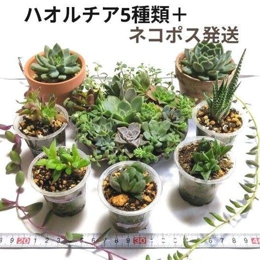 ハオルチア5種類+カット苗寄植え他