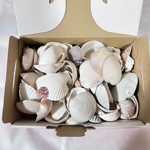 貝殻 大量 天然 アクセサリー 工作 シェル