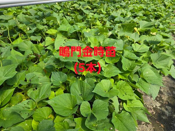 さつまいも苗 鳴門金時5本 1