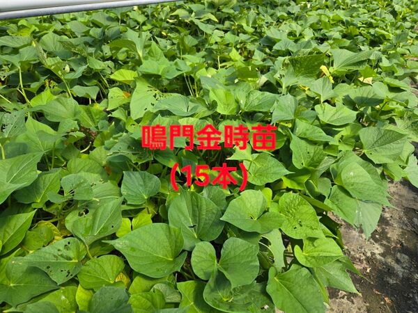 さつまいも苗 鳴門金時15本 3