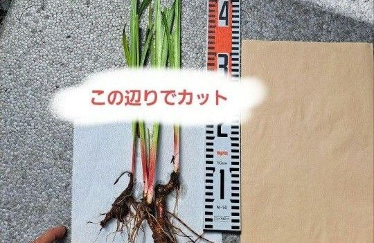 香り菖蒲 苗5本 邪気祓い 薬湯