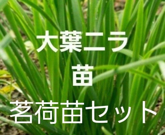 大葉にら ニラ苗3本+茗荷苗(地下茎)3本 香味野菜 薬味 プラター又鉢植え