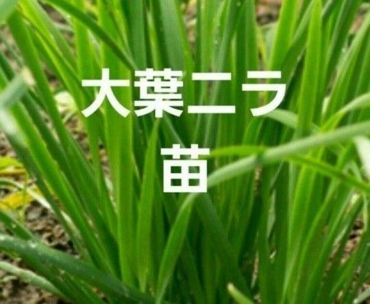 大葉にら ニラ苗 3本 プラター又鉢植え栽培 香味野菜