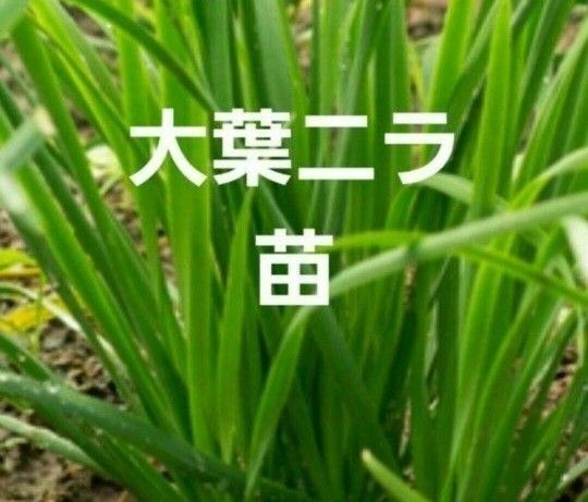 大葉ニラ 苗6本 香味野菜