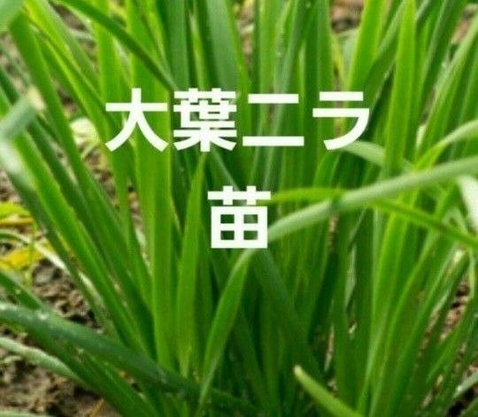 大葉にら ニラ苗10本 香味野菜 プラター又鉢植え
