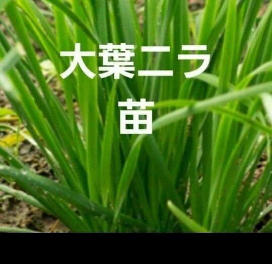 大葉ニラ苗 苗3本 プラター栽培