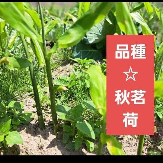茗荷地下茎 3本 秋頃に収穫品種 プラター栽培