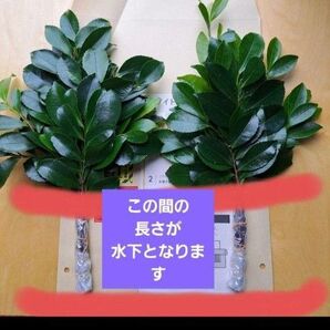 お榊一対2束 20~25㎝程水下9㎝ 封筒発送
