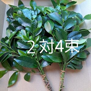 お榊2対4束 20~25㎝程 水下9㎝ 専用箱発送