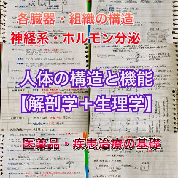 歯科医師国家試験、CBT、歯学部定期試験対策【解剖学+生理学】まとめノートセット