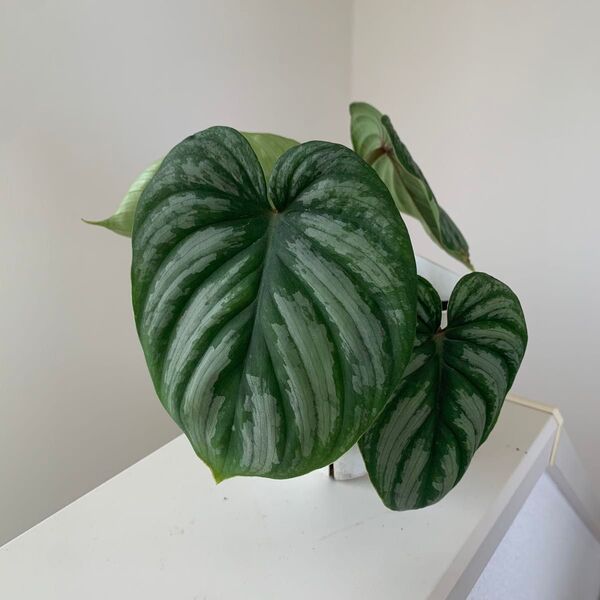 観葉植物 フィロデンドロン マーメイ シルバー Mamei Silver