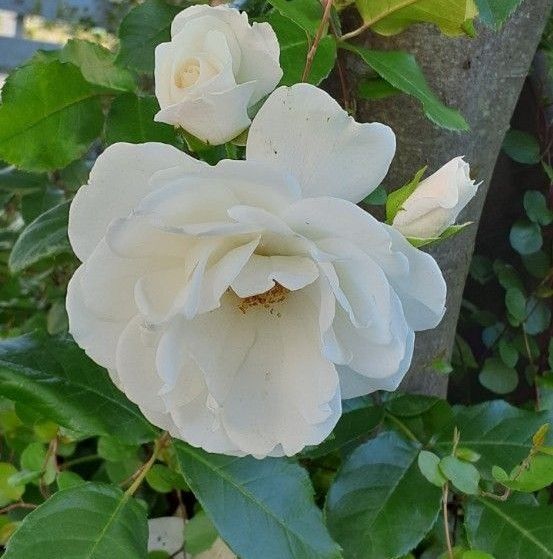 ツルバラ苗 白(お花の種プレゼント)