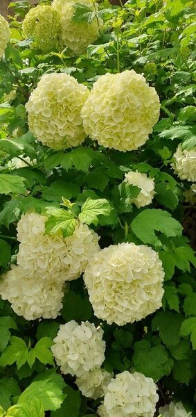 ビバーナムスノーボール苗(お花の種プレゼント)