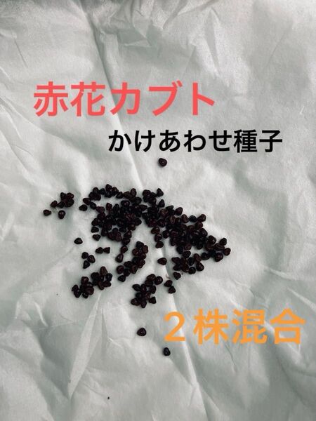 赤花カブト 種子 20粒 サボテン 2株の混合 種