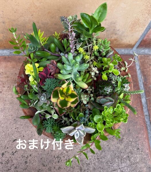 イロトリドリ 初心者様も大丈夫!強い品種 抜き苗 微根苗 +おまけ 多肉植物 セダム ゆうパケット発送