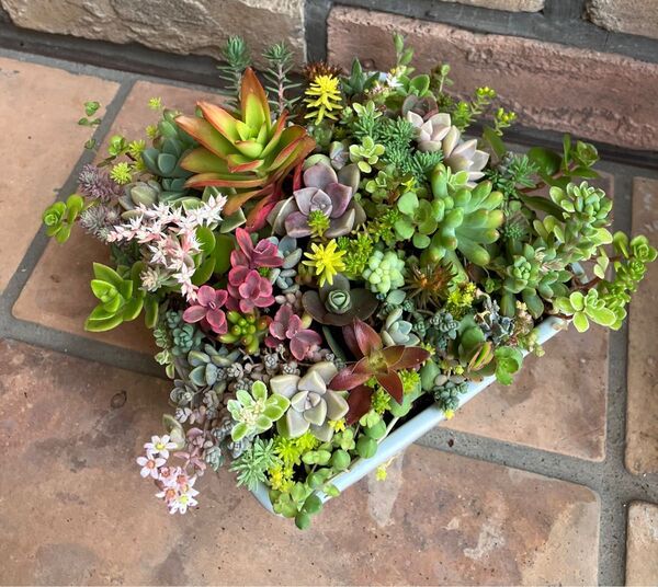 寄せ植え イロトリドリ 初心者様も大丈夫!強い品種 抜き苗+おまけ 多肉植物 セダム ゆうパケット発送