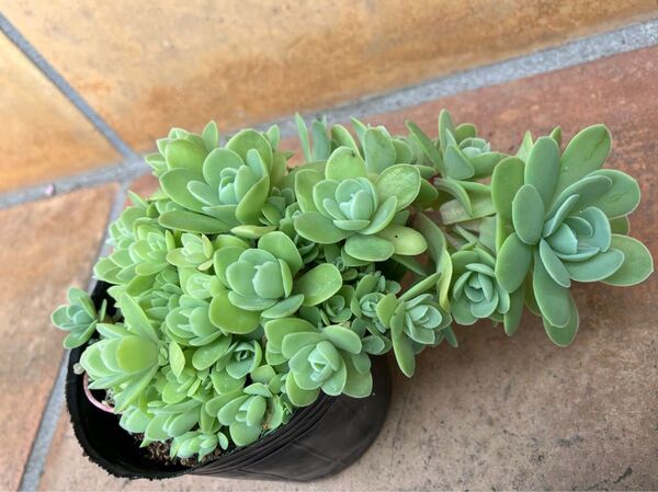 育てやすい品種!初心者様も大丈夫! ピーチパーフェクト 抜き苗+おまけ 多肉植物 セダム ゆうパケット発送