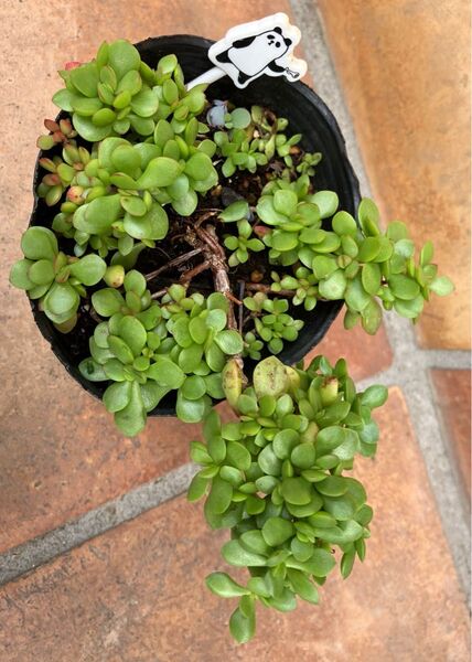紅稚児 抜き苗+おまけ 多肉植物 セダム ゆうパケット発送 初心者様も大丈夫!