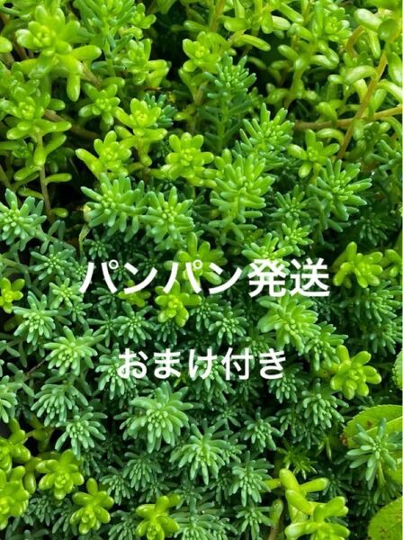 初心者様も大丈夫!綺麗に増えます!カット苗+おまけ 多肉植物 セダム ゆうパケット発送