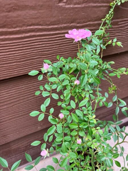 つる薔薇苗 夢乙女苗 1苗 ピンク 小花 枝しなやか ゆうパケット発送