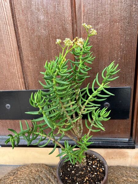 初心者様大丈夫!強い品種 テトラゴナ 抜き苗+おまけ 多肉植物 セダム ゆうパケット発送