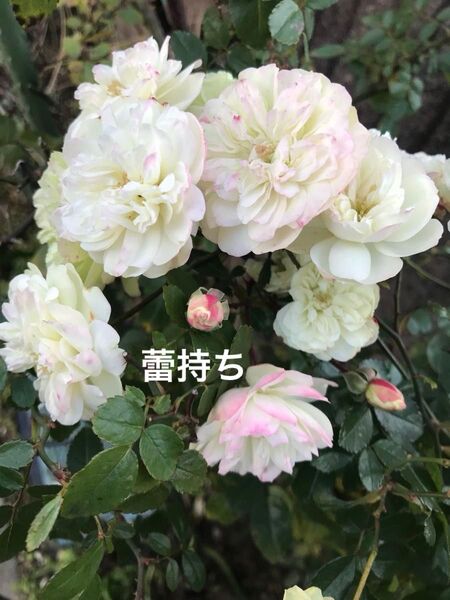 4苗 ミニバラ グリーンアイス苗 抜き苗 丈夫 虫強 四季咲 ゆうパケット発送