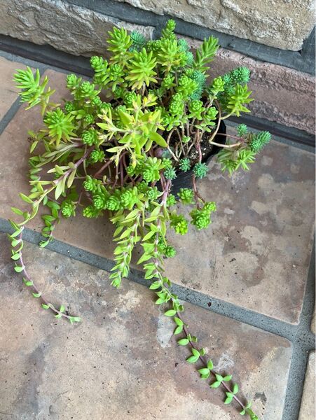 寄せ植え 初心者様も大丈夫!強い品種 抜き苗+おまけ 多肉植物 セダム ゆうパケット発送