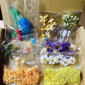 小分け花材セット 74 練習用花材 A6ボックス レジン 訳あり花材 ハンドメイド ドライフラワー プリザーブドフラワー