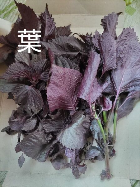 赤紫蘇 葉