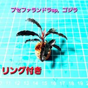ブセファランドラsp.ゴジラ リング付き1株
