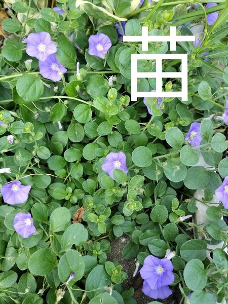 コンボルブルス 根付き苗 黒ポット 現物発送 宿根草