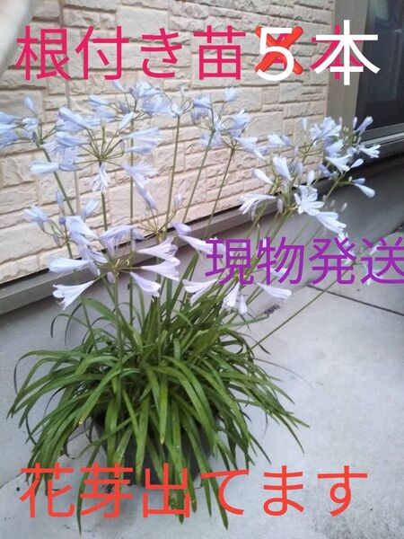 アガパンサス 抜き苗 5本 花芽が出てきました! 【短い丈】放ったらかし 宿根草 【ツルコザクラ種おまけ付き♪】