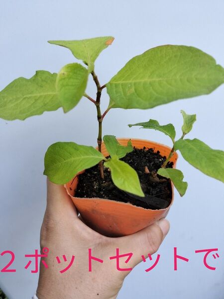 ミズヒキソウ 根付き苗 2ポットセットで 宿根草 放ったらかし