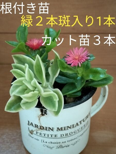 ベビーサンローズ ピンク根付き苗 緑葉2本 斑入り1本+カット苗緑の葉を3本
