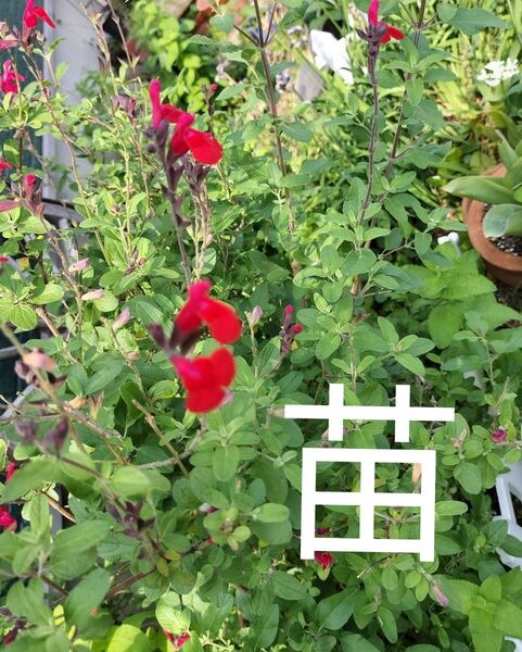 チェリーセージ 【赤】 根付き苗 現物発送 ピンクポット 宿根草