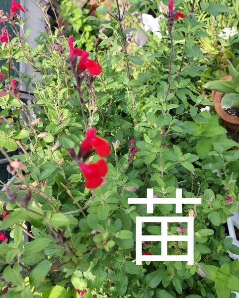 チェリーセージ 【赤】 根付き苗 紫ポット 現物発送 宿根草