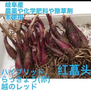 腸活に、岐阜県産自然栽培、簡単に逞しく育ってられるお野菜、ハイブリッド、らっきょう(赤) の球根、 越のレッド 10個
