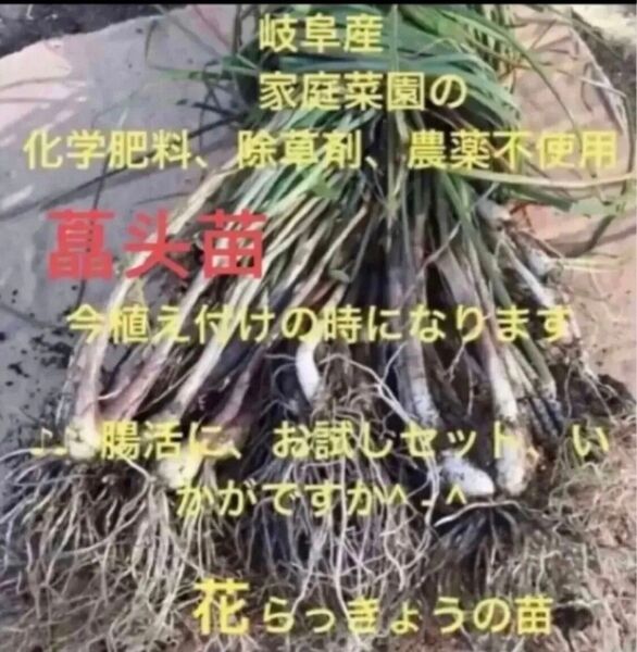 腸活に、岐阜県産 自然栽培 ■花らっきょうの苗 30本
