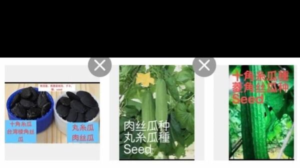 岐阜県産、自然栽培、seed、無消毒、自家採種の固定種、栽培無制限 ☆ 十角ヘチマのタネ、10粒 ☆ 丸ヘチマのタネ10粒