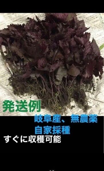 香味野菜、岐阜産、自然栽培、無農薬、家庭菜園の野菜 紫蘇、赤紫蘇 抜き苗 20株