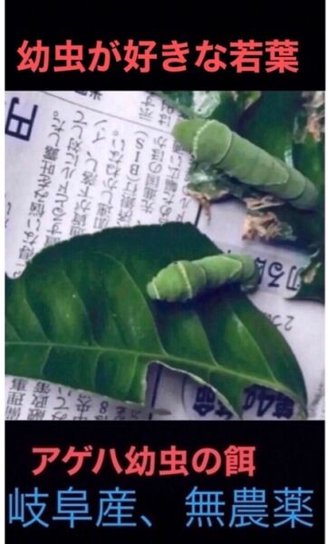 アゲハ幼虫の餌、岐阜県産自然栽培、無農薬、柑橘系の新葉、100枚、日持ちの良い枝付き可