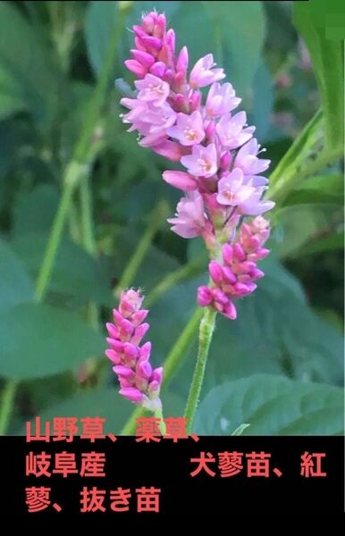 山野草、薬草、岐阜産、天然犬蓼 抜き苗、紅蓼、 10株