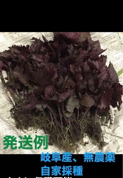 香味野菜、岐阜県産、自然栽培、溢れタネから生えたたくましい苗しそ、赤紫蘇 抜き苗 20株