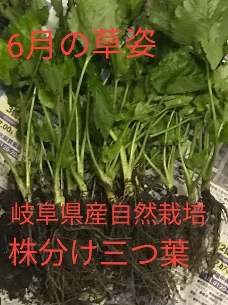 無農薬 除草剤 化学肥料不使用の家庭菜園の 香味野菜、、 鴨儿芹 株分け三つ葉 抜き苗 10株
