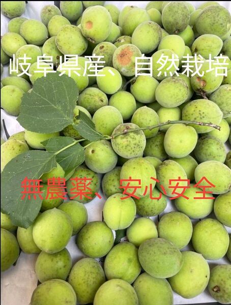 岐阜県産自然栽培、 手摘み、 天然 青、黄梅 新鮮無農薬