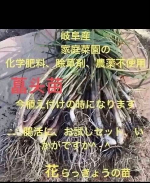 腸活に、岐阜産、自然栽培、種用 ■花らっきょうの苗 30本