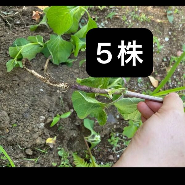 ホオズキ 鬼灯 抜き苗5株 地下茎