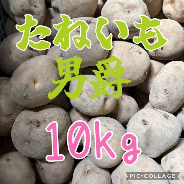 北海道産じゃがいも男爵 種芋