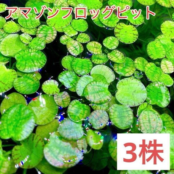 アマゾンフロッグピット 3株