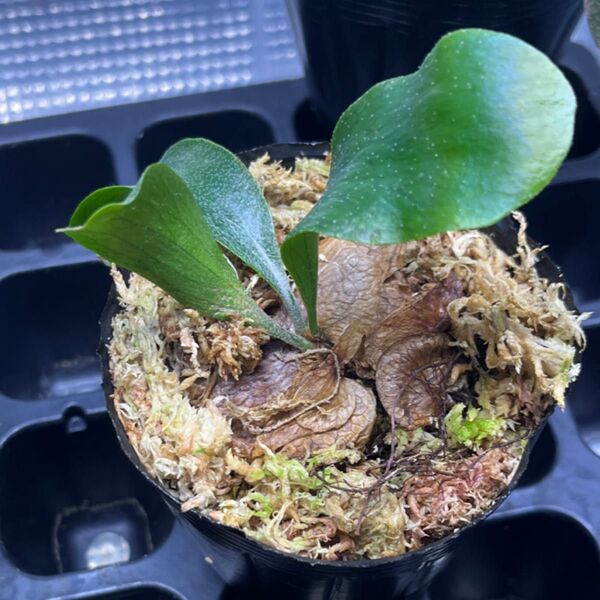 Platycerium Mt.Lewis(ビカクシダマウントルイス)
